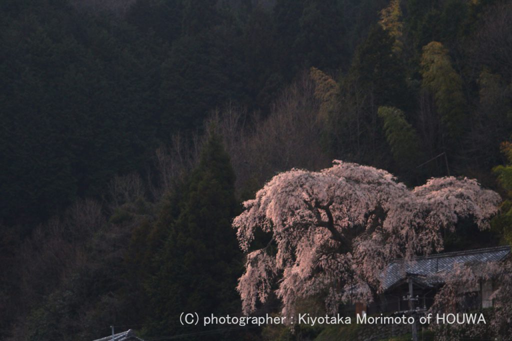 小原　極楽桜